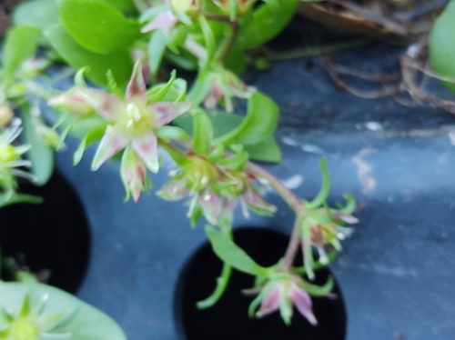 Sedum trichromum