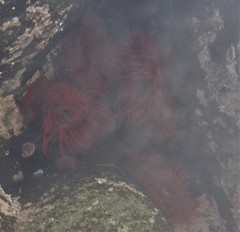 Anemonia alicemartinae