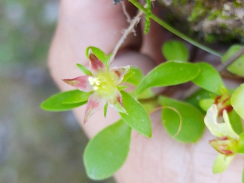 Sedum trichromum 3