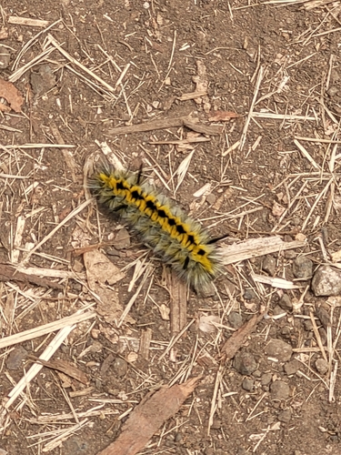 Lophocampa indistincta photo 2