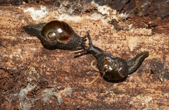 Helicarion cuvieri