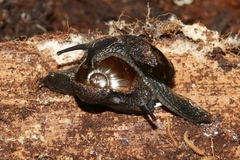Helicarion cuvieri