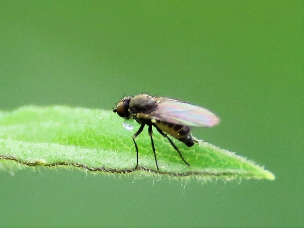 Phytobia lateralis