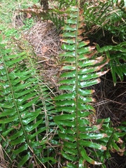 Polystichum munitum