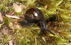 Helicarion cuvieri