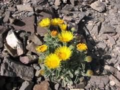 Pulicaria canariensis