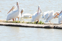 Pelecanus erythrorhynchos