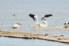 Pelecanus erythrorhynchos
