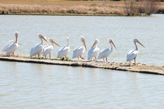 Pelecanus erythrorhynchos