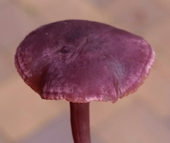 Pseudobaeospora deckeri