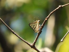 Cigaritis natalensis