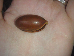 Pouteria adolfi-friedericii