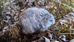 Dicrostonyx groenlandicus