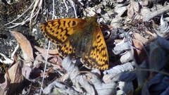 Boloria polaris