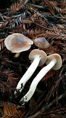 Cuphophyllus colemannianus