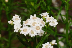 Ixodia achillaeoides