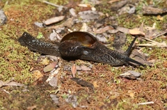 Helicarion cuvieri
