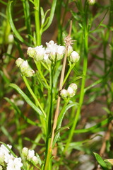 Ixodia achillaeoides
