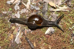 Helicarion cuvieri