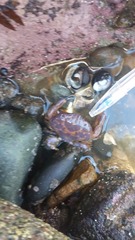 Paraxanthus barbiger