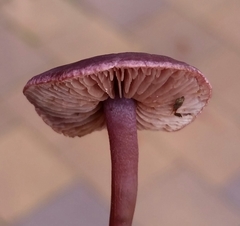 Pseudobaeospora deckeri