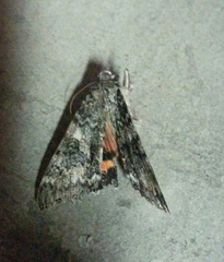 Catocala semirelicta