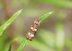 Scolioplecta comptana