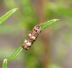 Scolioplecta comptana