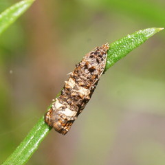 Scolioplecta comptana