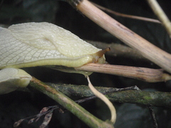 Urocyclidae