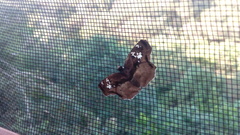 Quadrus lugubris lugubris