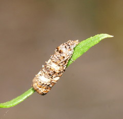 Scolioplecta comptana