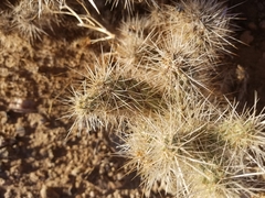 Cylindropuntia chuckwallensis