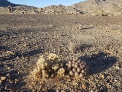 Cylindropuntia chuckwallensis