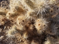 Cylindropuntia chuckwallensis