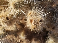 Cylindropuntia chuckwallensis