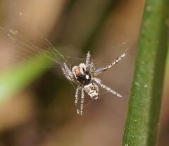 Maratus plumosus