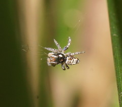 Maratus plumosus