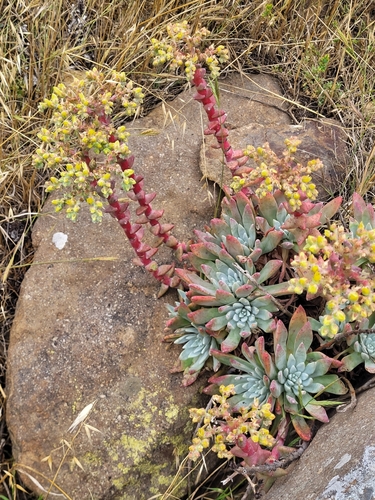 Dudleya greenei
