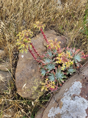 Dudleya greenei