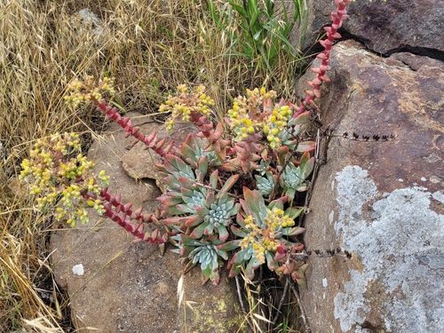 Dudleya greenei