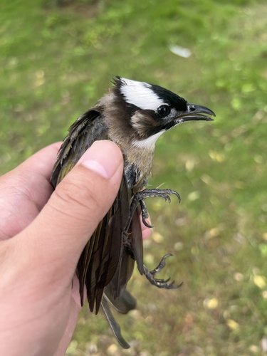Light-vented Bulbul, photo 3 of 9