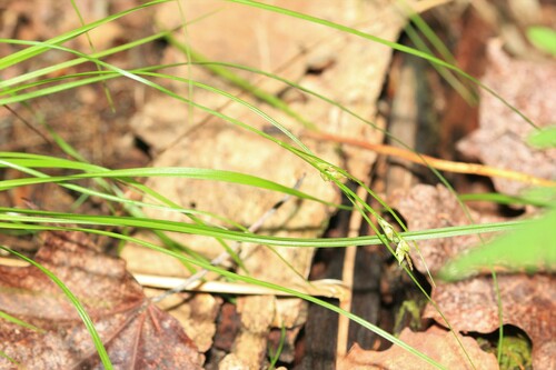 Image of Carex novae by (c) Quinten Wiegersma, some rights reserved (CC BY)