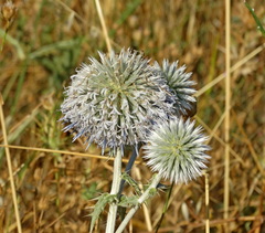 Echinops sphaerocephalus albidus