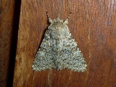 Polymixis flavicincta