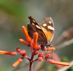 Libytheana terena