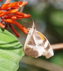 Libytheana terena