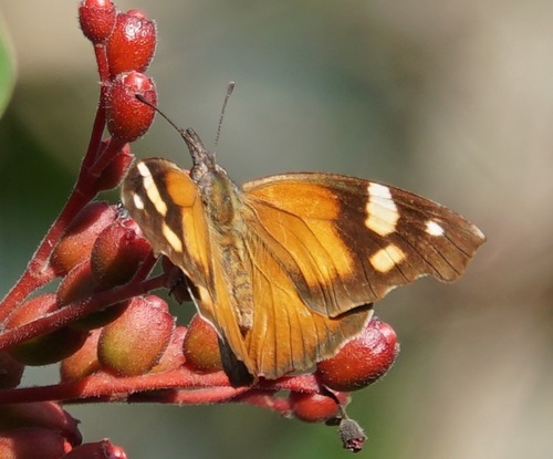 Libytheana terena