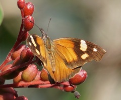 Libytheana terena