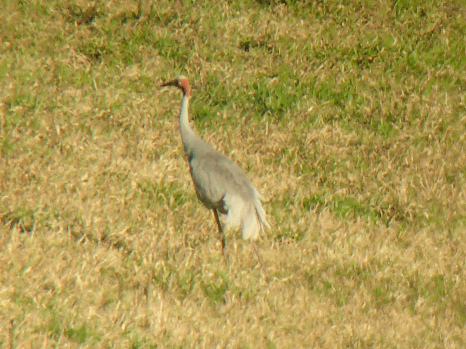 Sarus Crane